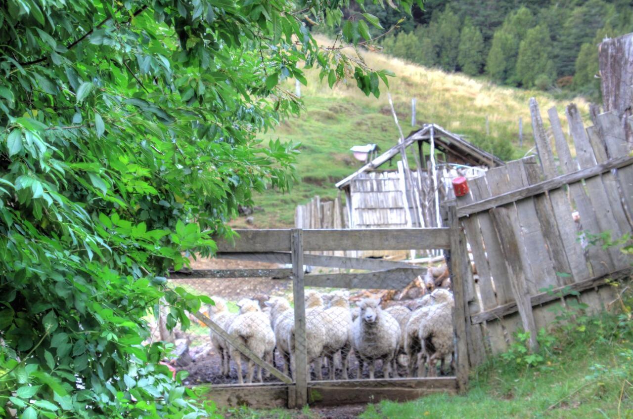 Turismo Rural Los Alpes Futaleufu Exterior photo